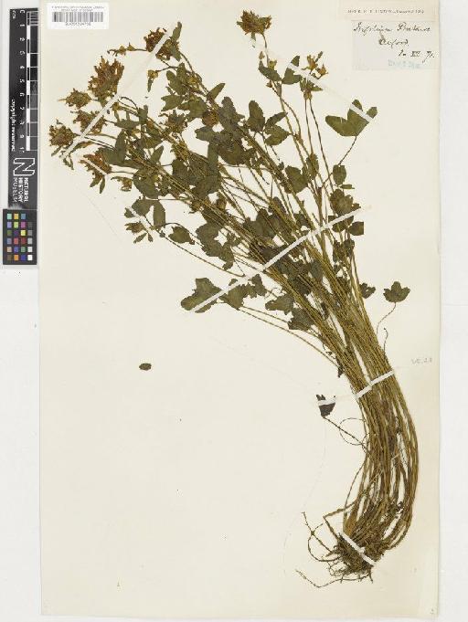 Trifolium pratense L. - BM001036735