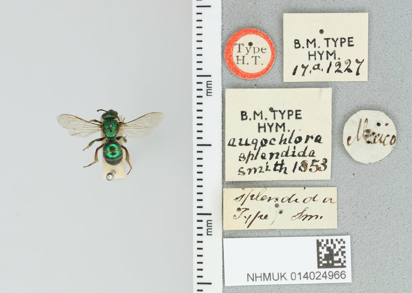 Augochloropsis splendida