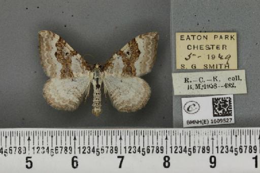 Xanthorhoe montanata montanata ab. fuscomarginata Staudinger, 1871 - BMNHE_1609527_312214