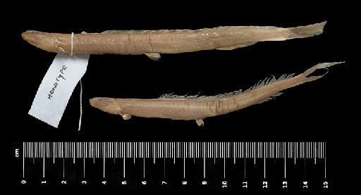 Vaillantella flavofasciata Tweedie, 1956 - BMNH 1957.1.23.4-5, HOLOTYPE & PARATYPE, Vaillantella flavofasciata