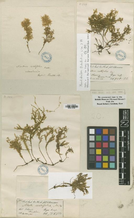 Homaliodendron papillosum Broth. - BM001108152_a