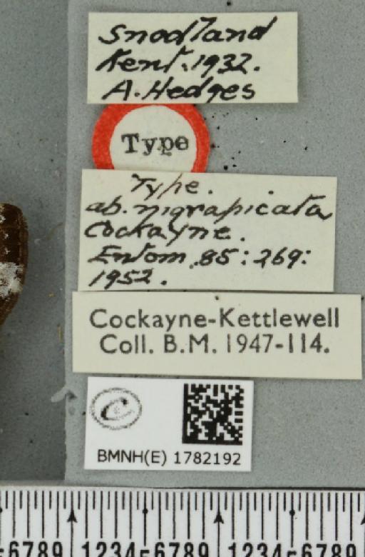 Melanthia procellata ab. nigrapicata Cockayne, 1952 - BMNHE_1782192_label_368781