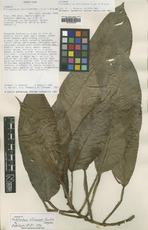 Philodendron alliodorum Croat - BM000938258