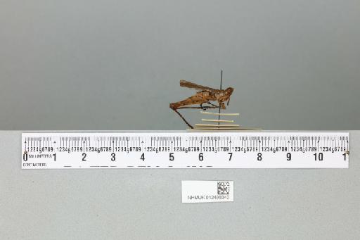 Odontomastax poultoni (Bolivar, 1931) - 012498340_reverse