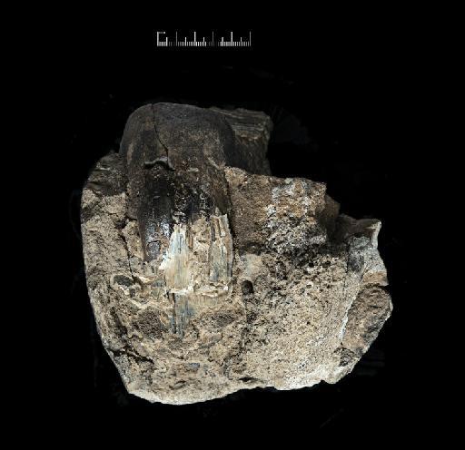 Palaeoloxodon namadicus Falconer & Cautley, 1846 - NHMUK PV M 3099_Photo 05