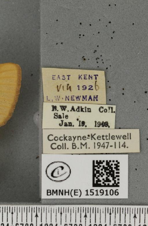 Lasiocampa trifolii flava ab. pallida-flava Tutt, 1902 - BMNHE_1519106_label_192573