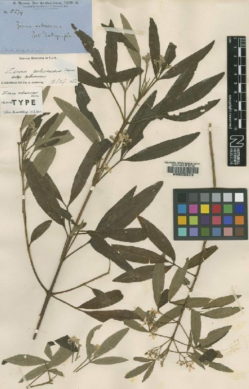 Zieria arborescens subsp. arborescens Sims - BM000630979