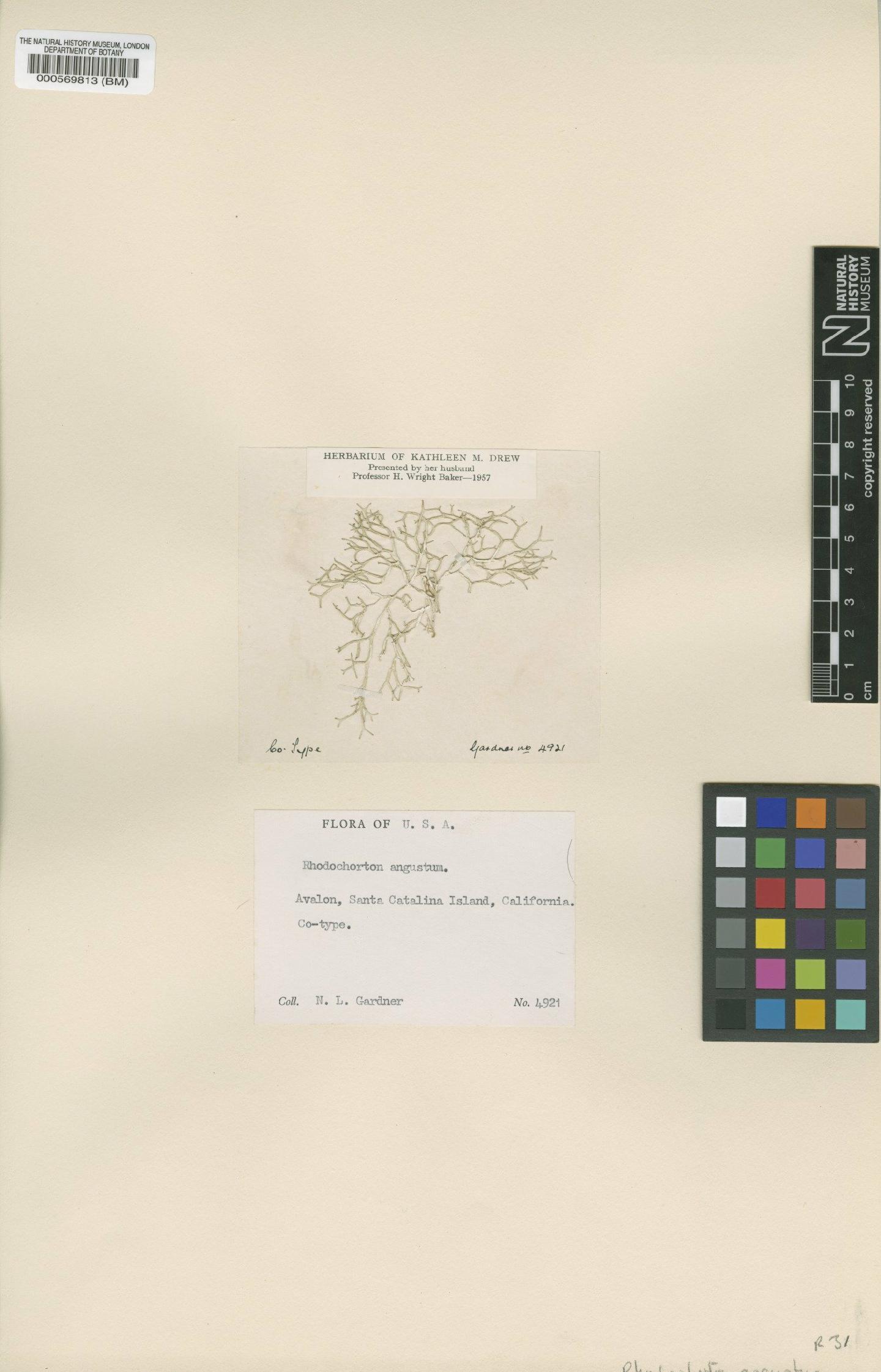 To NHMUK collection (Acrochaetium angustum Drew; Type; NHMUK:ecatalogue:4788172)