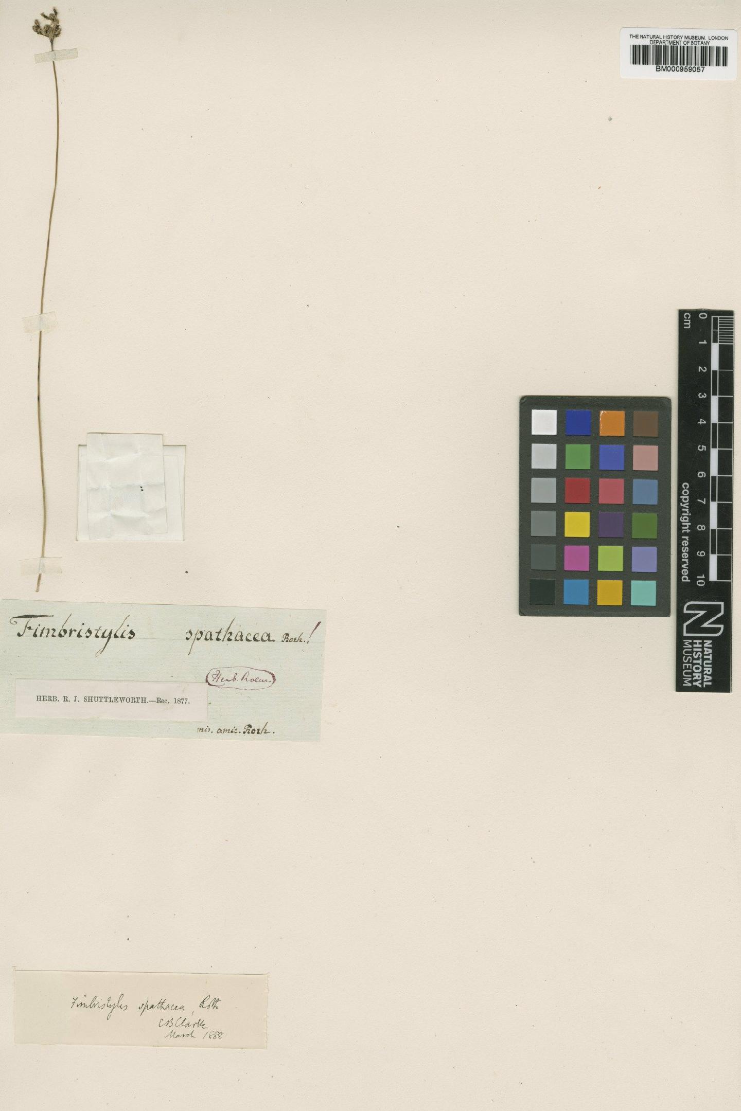 To NHMUK collection (Fimbristylis cymosa R.Br.; LECTOTYPE; NHMUK:ecatalogue:529607)