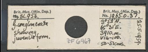 Globoquadrina conglomerata (Schwager) - ZF6467.jpg