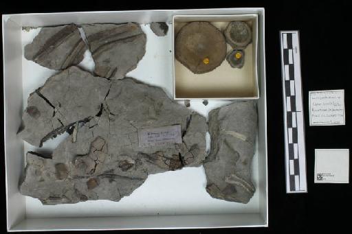 Ichthyosaurus De la Beche & Conybeare, 1821 - 010020450_L010040203