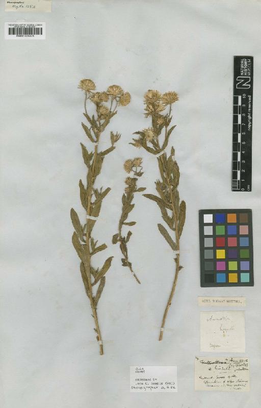 Heterotheca oregona (Nutt.) Shinners - BM001025315