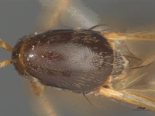 Sciophila aliena Walker, 1856 - 010626414_Sciophila_aliena_Ectrepesthoneura_hirta_HT_BMNH236679_thorax_d