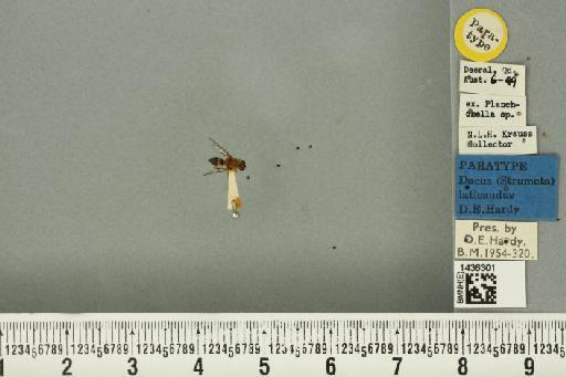 Bactrocera (Bactrocera) laticauda (Hardy, 1950) - BMNHE_1436301_32485