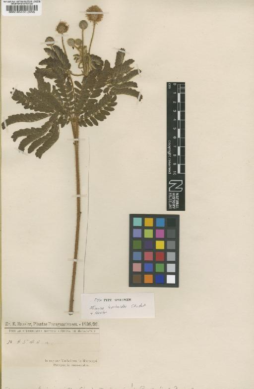 Mimosa lupinoides Chodat & Hassl. - BM000545430