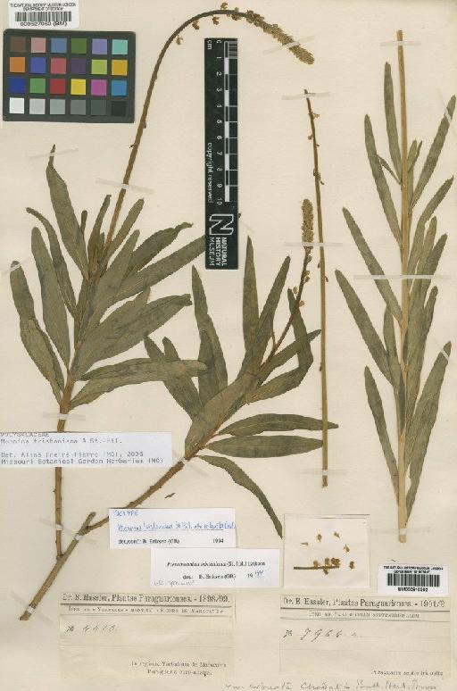 Pteromonnina tristaniana (A.St.-Hil.) B.Eriksen - BM000810302