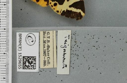 Euplagia quadripunctaria (Poda, 1761) - BMNHE_1529655_label_208882