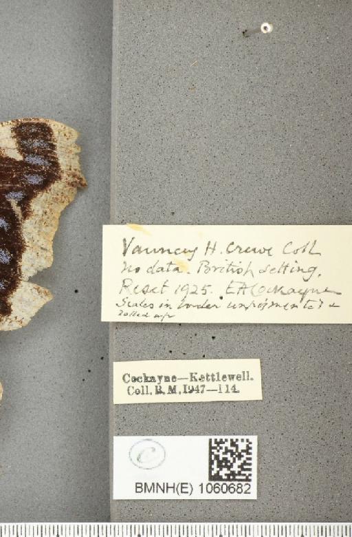 Nymphalis antiopa (Linnaeus, 1758) - BMNHE_1060682_label_21057