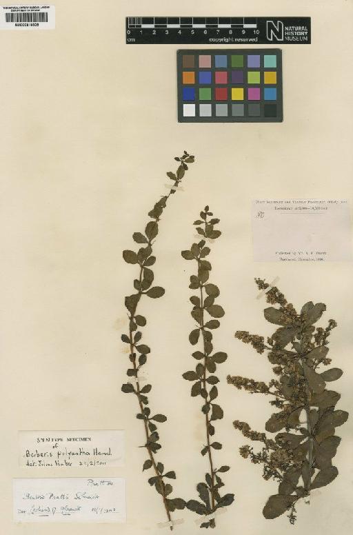 Berberis prattii C.K.Schneid. - BM000810309