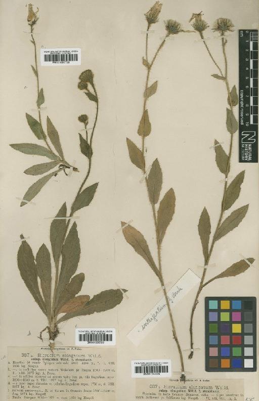 Hieracium valdepilosum subsp. interjectum (Beck) Zahn - BM001050724