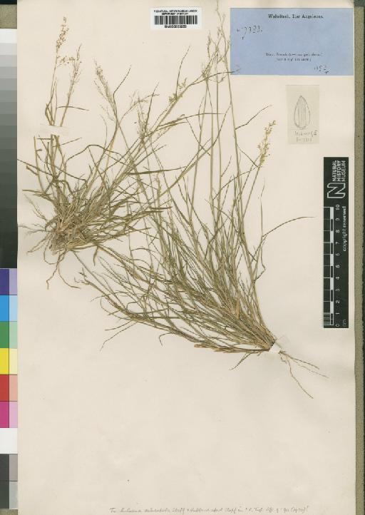 Tricholaena monachne (Trin.) Stapf & C.E.Hubb. - BM000923258