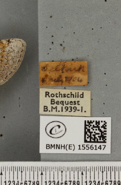 Dicallomera fascelina ab. ochreolinea Cockayne, 1951 - BMNHE_1556147_label_255968