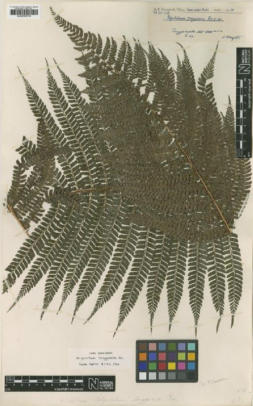 Polystichum tacticopterum (Kunze) T.Moore - BM001048745