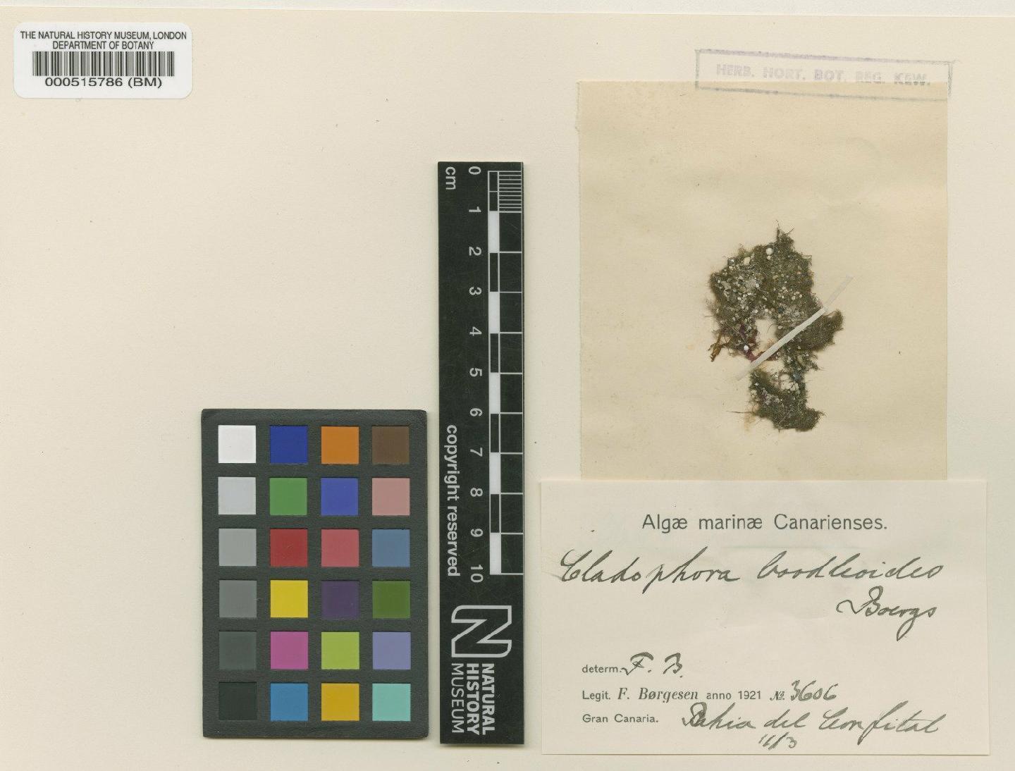 To NHMUK collection (Cladophora boodleoides B�rgesen; Type; NHMUK:ecatalogue:4829530)