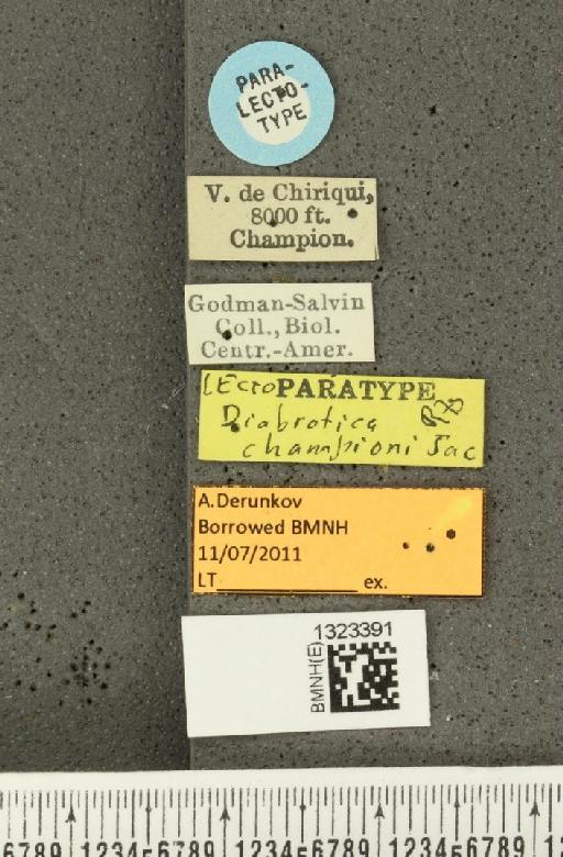 Diabrotica championi Jacoby, 1887 - BMNHE_1323391_label_19968