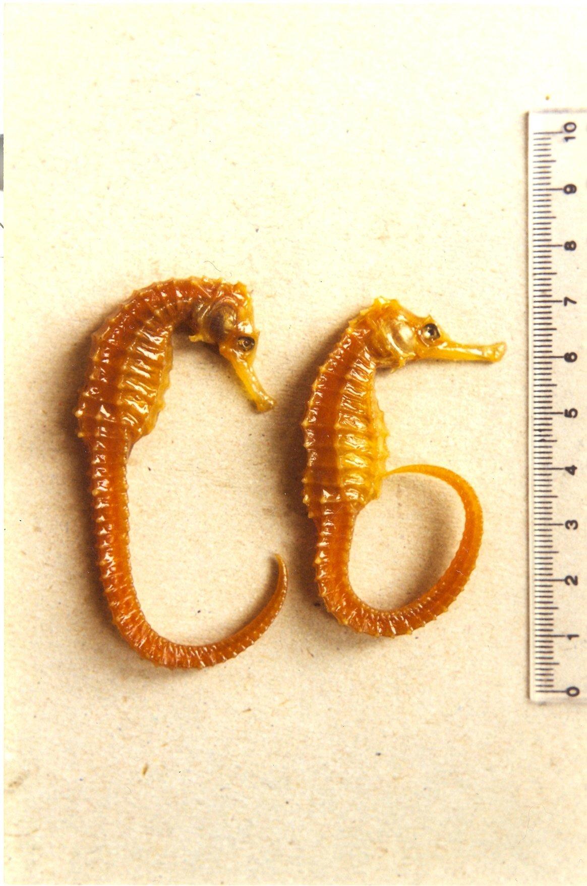 To NHMUK collection (Hippocampus trimaculatus Leach in Leach & Nodder, 1814; SYNTYPE(S); NHMUK:ecatalogue:2550652)