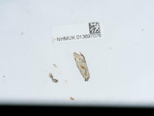 Aethes smeathmanniana Fabricius, 1781 - 013697076_3