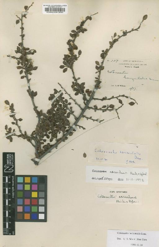 Cotoneaster ascendens Flinck & B.Hylmo - BM000550236