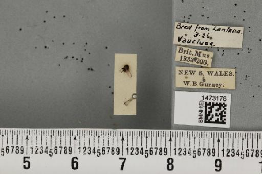 Ophiomyia lantanae (Froggatt, 1919) - BMNHE_1473178_47509