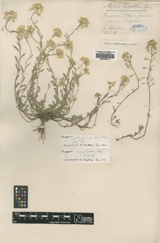 Alyssum orophilum Jord. & Fourr. - BM000750114