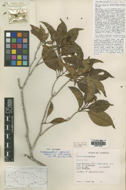 Chionanthus adamsii Stearn - BM000793239