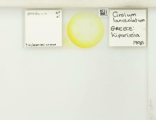 Uroleucon (Uromelan) aeneum Hille Ris Lambers, 1939 - 015271702_112823_1096657_157888_NoStatus