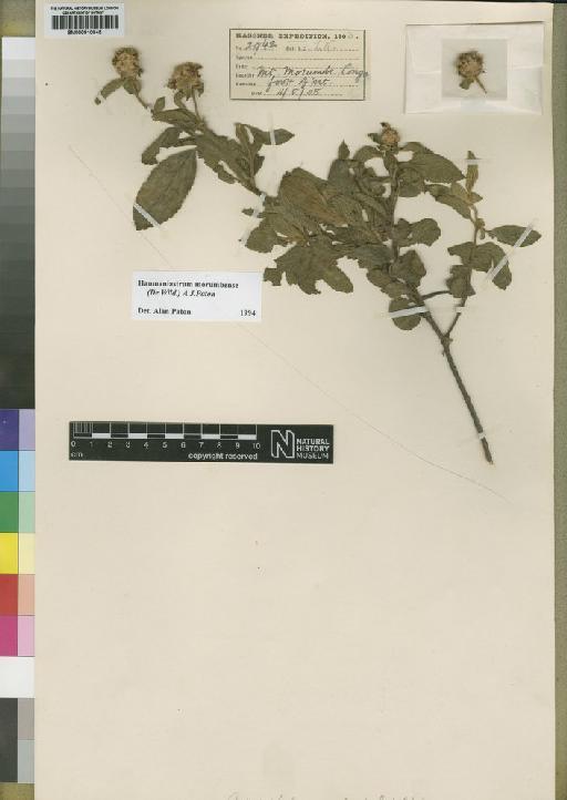 Haumaniastrum morumbense (De Wild.) Paton - BM000910045