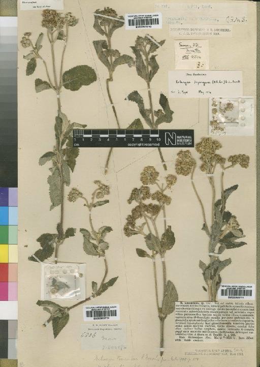 Bothriocline tomentosa (Oliv. & Hiern) Wild & G.V.Pope - BM000903710