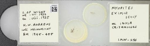 Myopites eximius Seguy, 1932 - BMNHE_1444941_58859