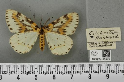 Abraxas grossulariata (Linnaeus, 1758) - BMNHE_1861024_417436