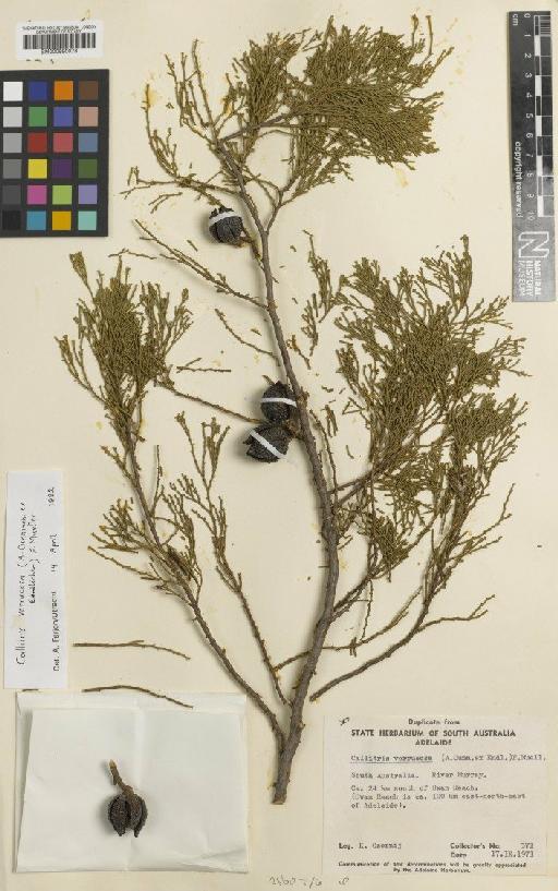 Callitris verrucosa (A.Cunn. ex Endl.) F.Muell. - BM000990078