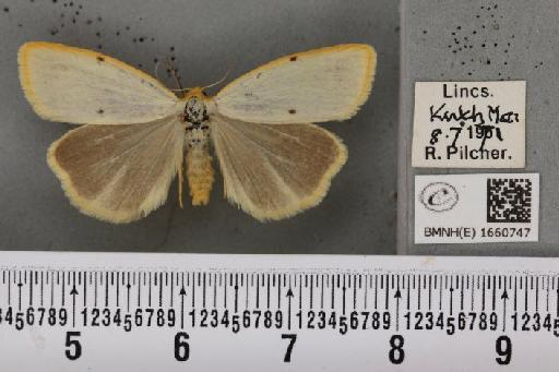 Cybosia mesomella (Linnaeus, 1758) - BMNHE_1660747_258257