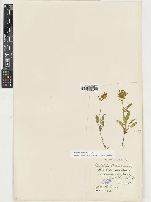 Anthyllis vulneraria L. - BM001036215