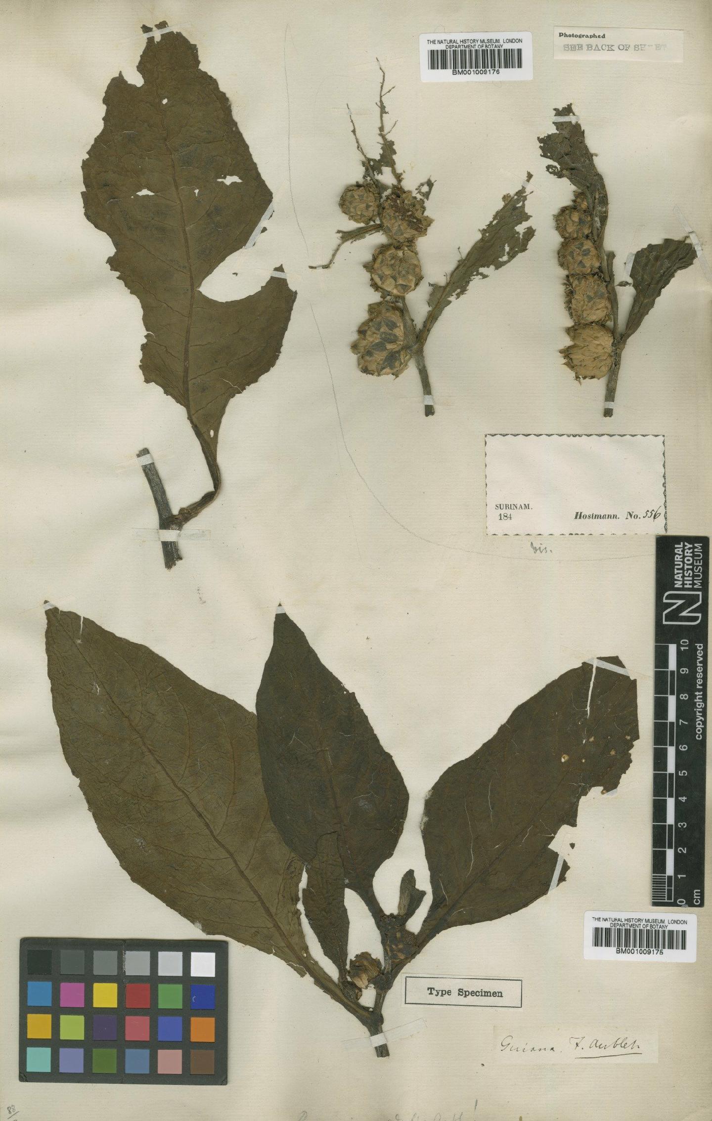 To NHMUK collection (Pacourina edulis Aubl.; TYPE; NHMUK:ecatalogue:557023)