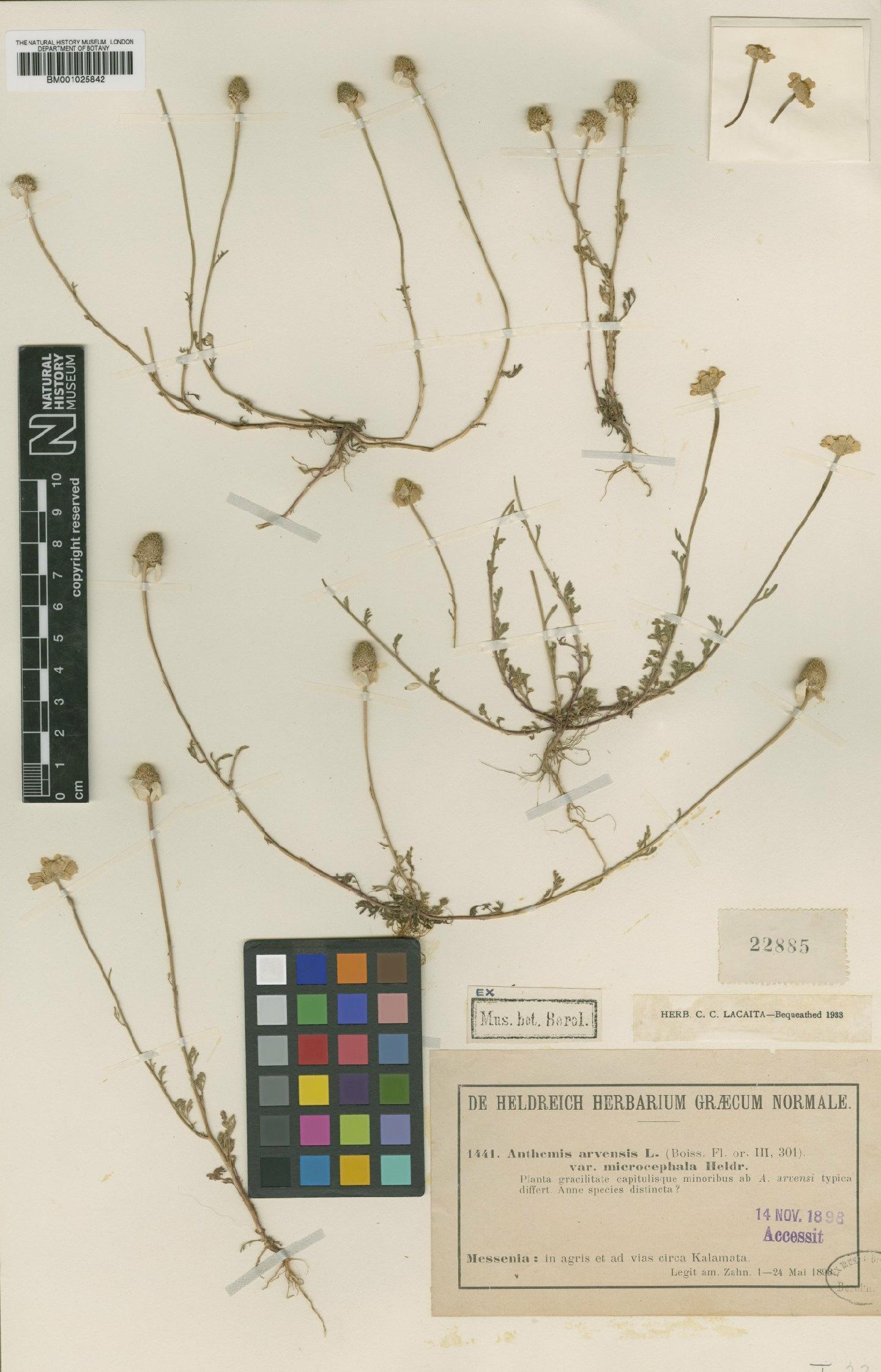 To NHMUK collection (Anthemis arvensis subsp. arvensis L.; Type; NHMUK:ecatalogue:1793900)