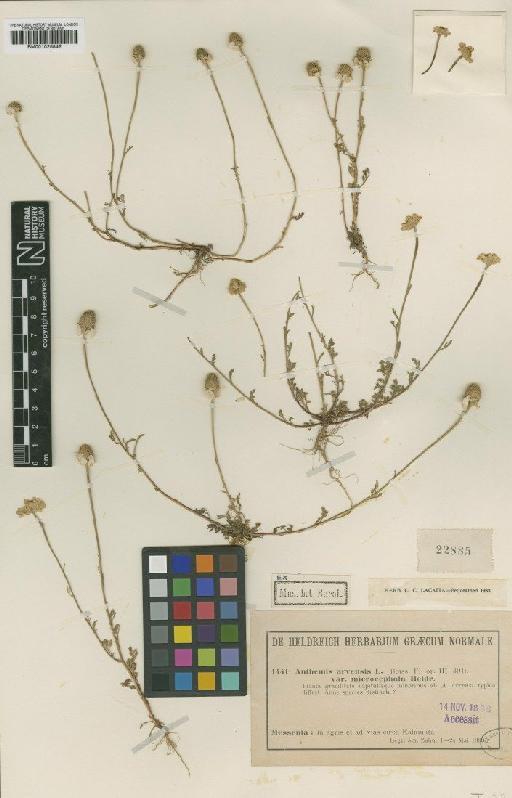 Anthemis arvensis subsp. arvensis L. - BM001025842