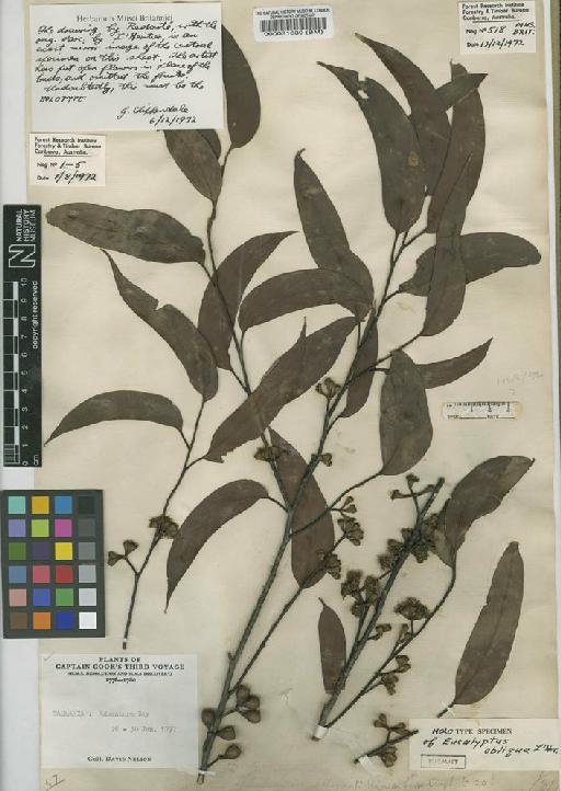 Eucalyptus obliqua L'Hér. - BM000081839