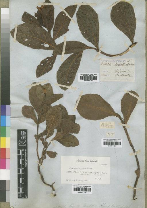 Jatropha hirsuta Hochst - BM000911191