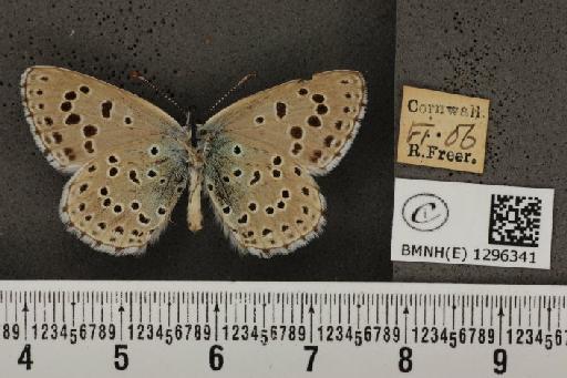 Maculinea arion eutyphron ab. unipuncta Courvoisier, 1907 - BMNHE_1296341_147345