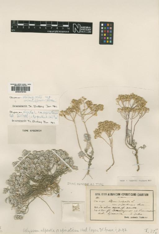 Alyssum sibiricum Willd. - BM000750156